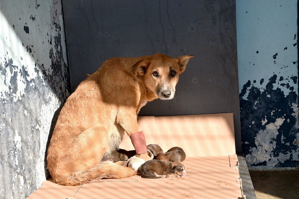Avcılar Zehirlenen Hamile Köpek 5 Yavru Dünyaya Getirdi